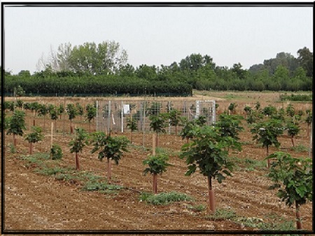 Plantacion%20primer%20a%C3%B1o_ Plantacion%20primer%20a%C3%B1o_